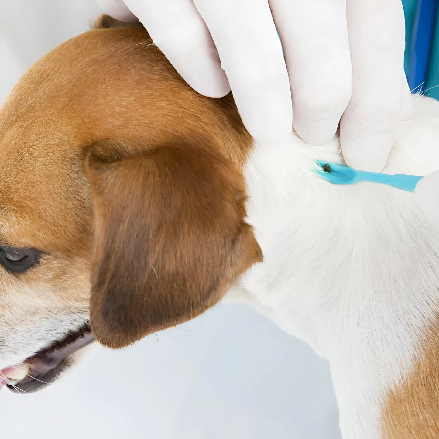 TickOff 3-Piece Tick Removal Set