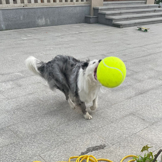 PawPro - Giant Tennis Ball