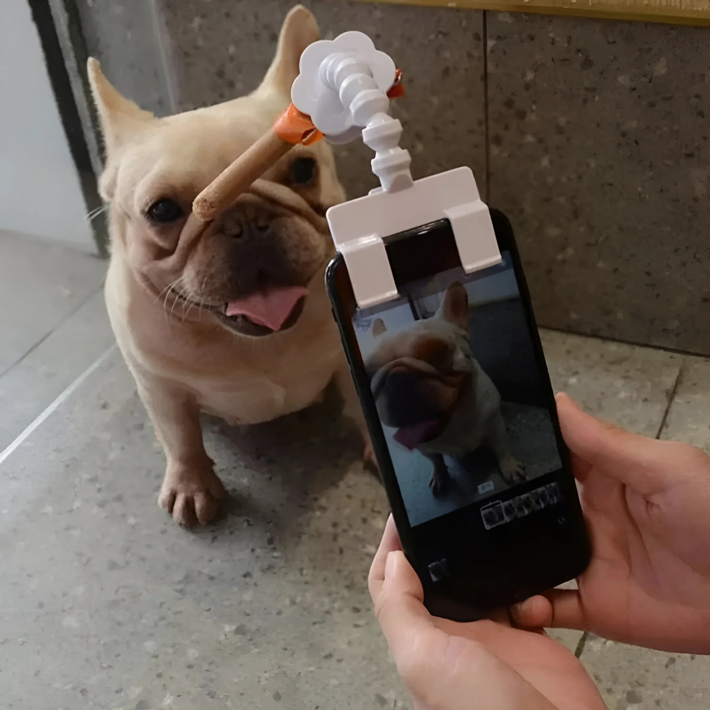 PawSnap - Perfect Pet Selfies