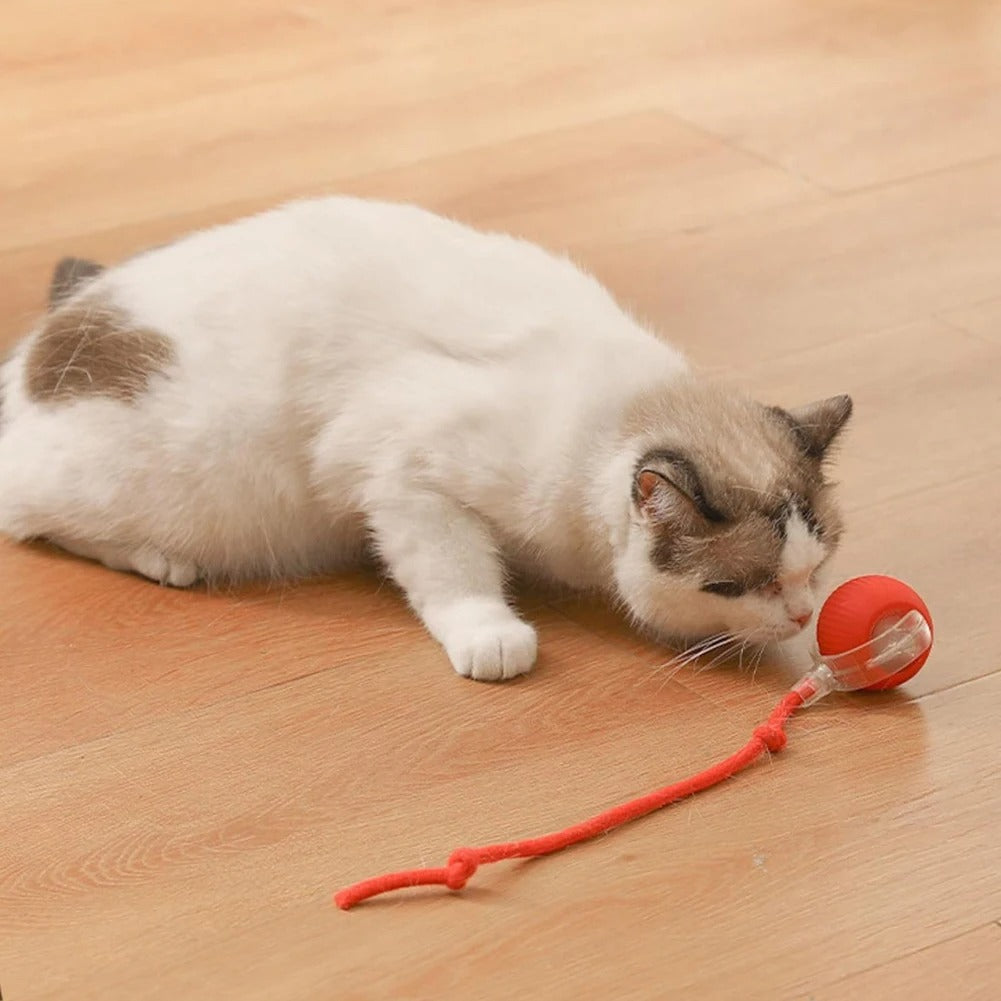 Interactive Cat Toy With Tail