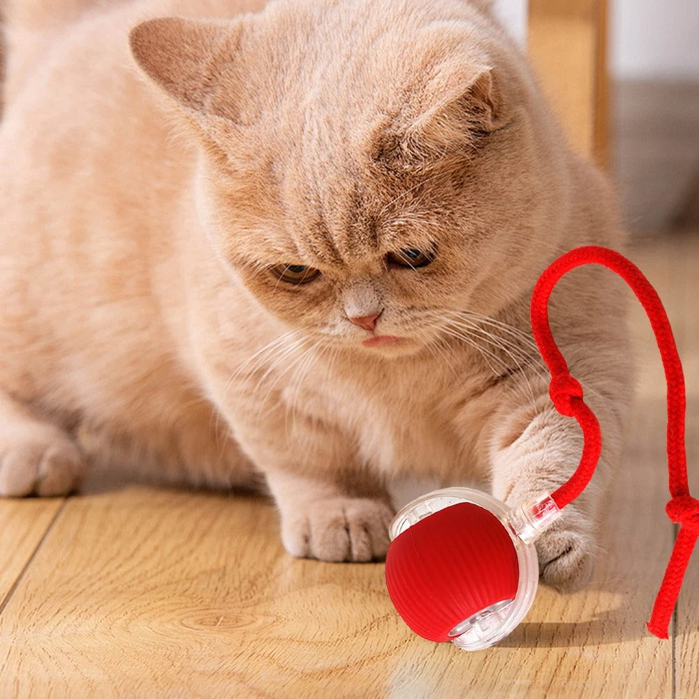 Interactive Cat Toy With Tail