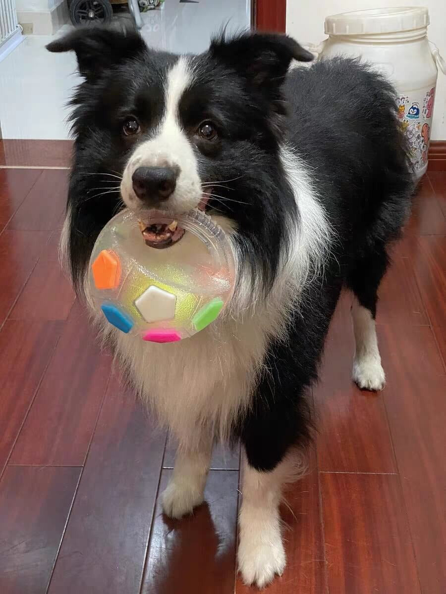 BuddyBall - Bite-Resistant Dog Play Ball