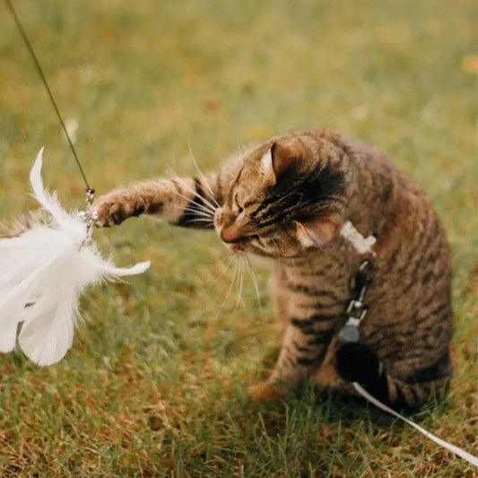 Cat Feather Wand Toy