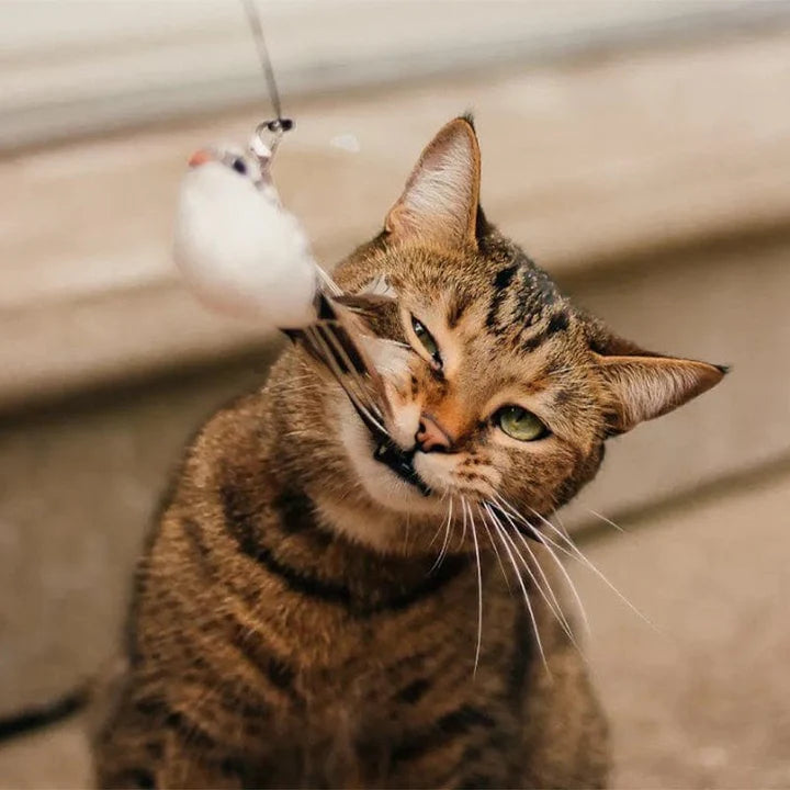 Cat Feather Wand Toy